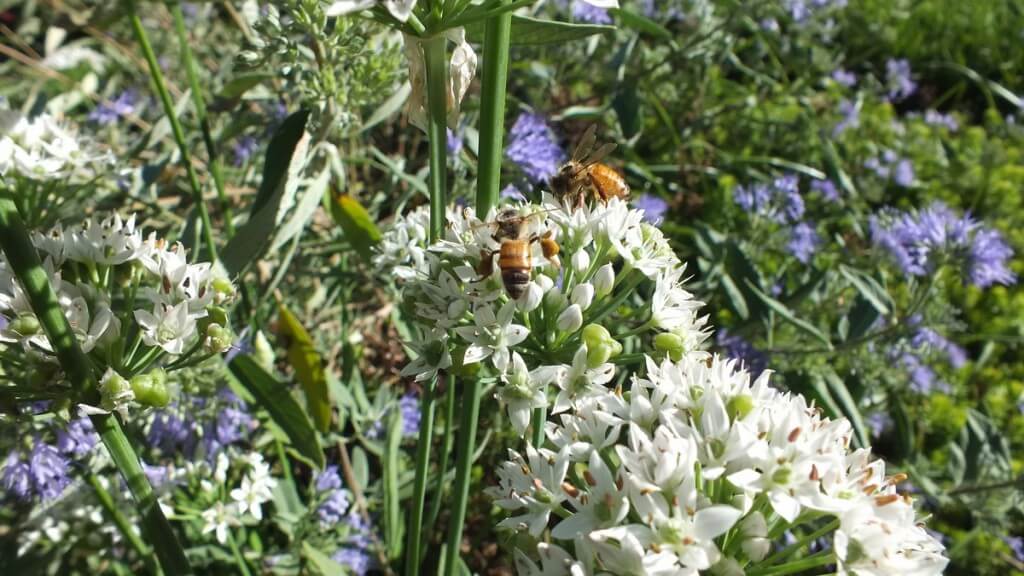 bees on white flowers - Rosetta McClain Gardens - Toronto