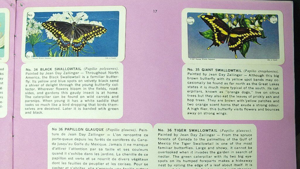 black swallowtail and giant swallowtail tea cards