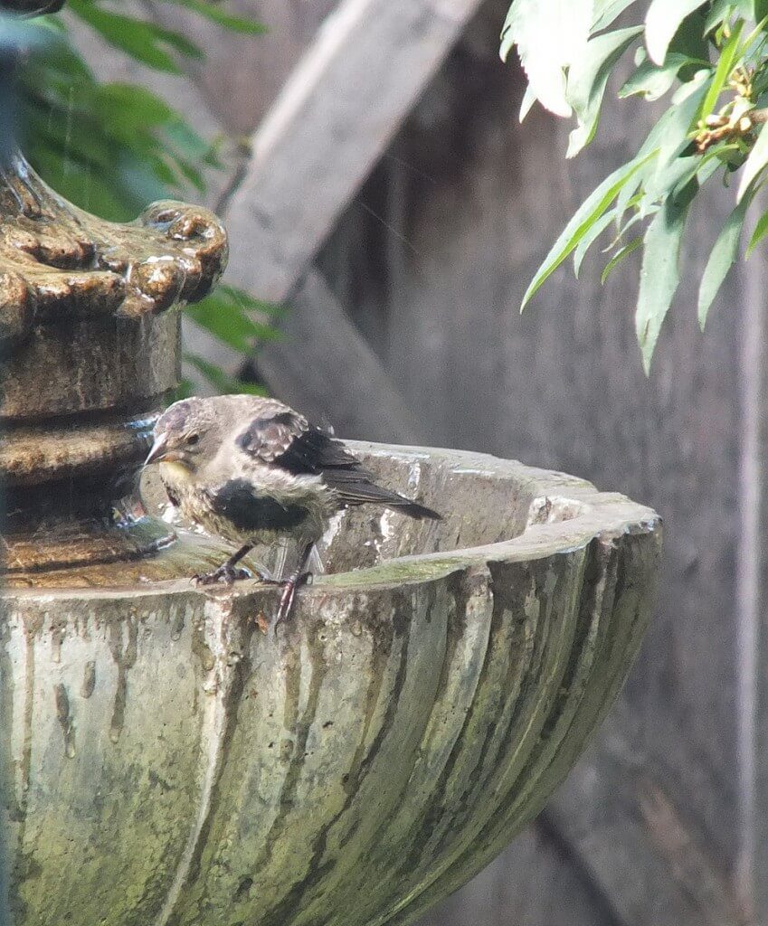 brown-headed cowbird, juvenile, toronto, ontario, canada