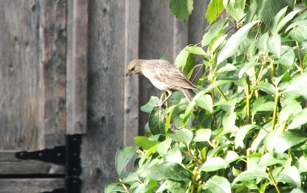 brown-headed cowbird, female, toronto, ontario, canada