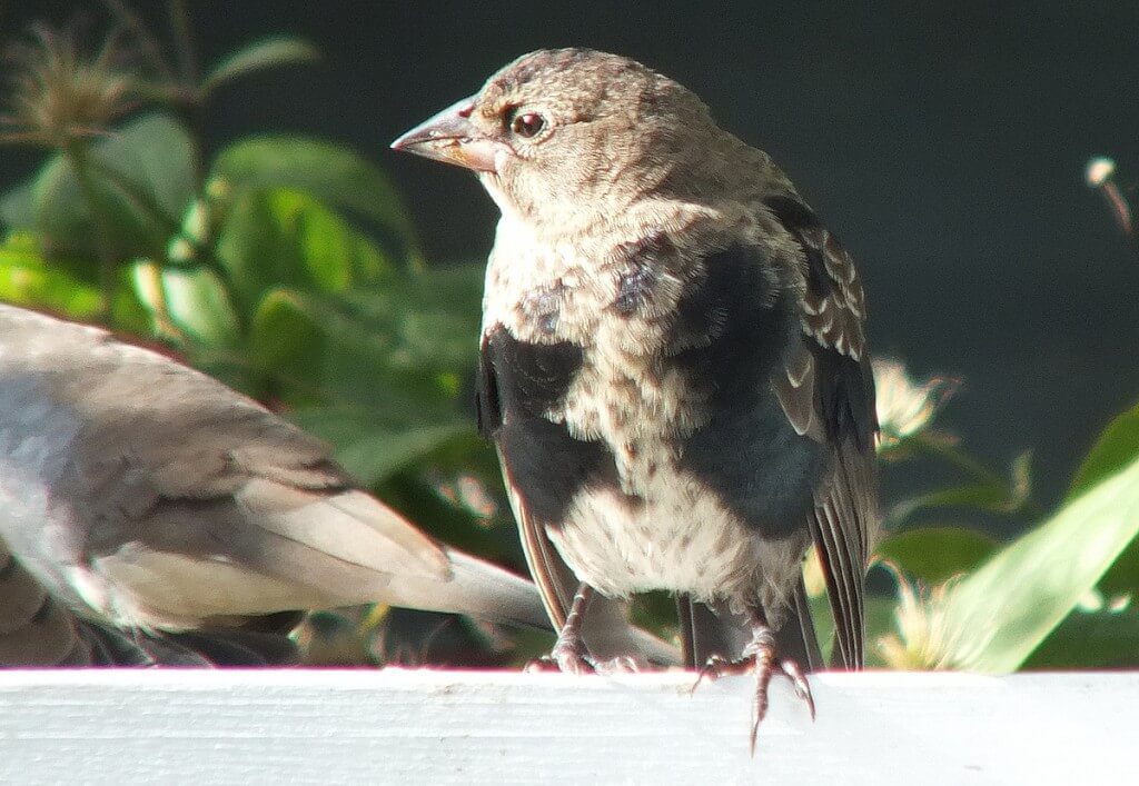 brown-headed cowbird, juvenile, toronto, ontario, canada