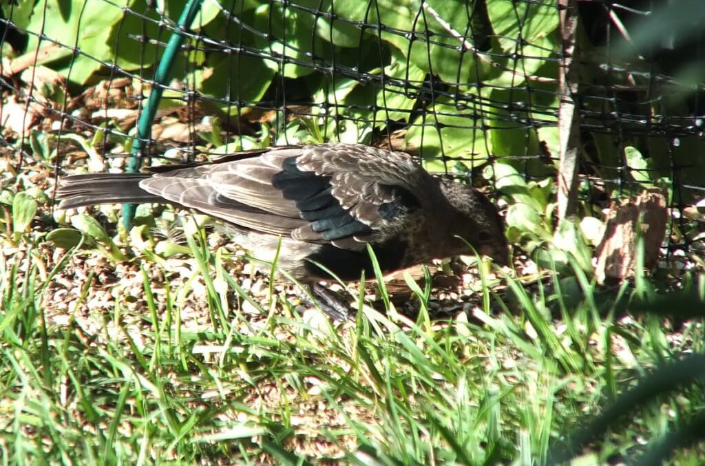 brown-headed cowbird, juvenile, toronto, ontario, canada