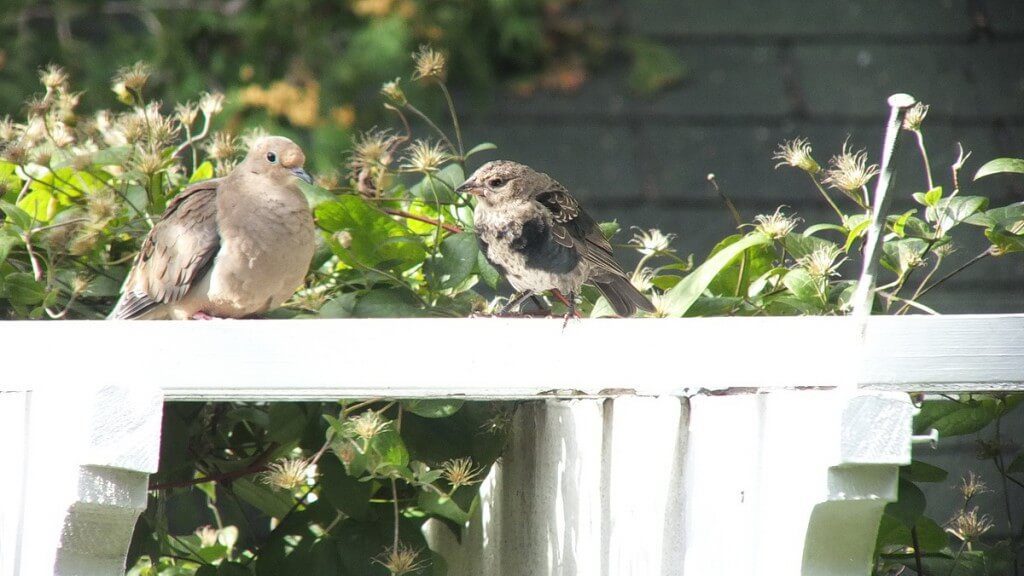 brown-headed cowbird, juvenile, toronto, ontario, canada