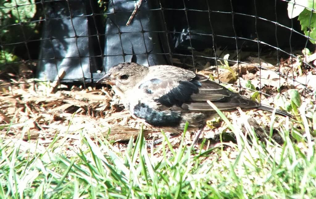 brown-headed cowbird, juvenile, toronto, ontario, canada