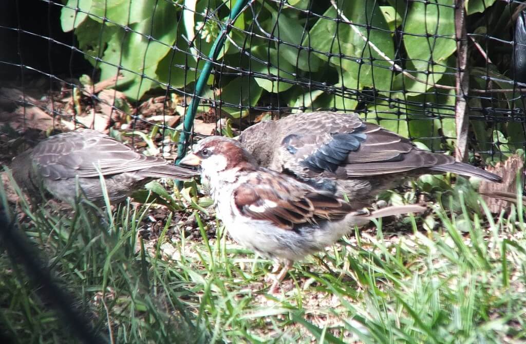 brown-headed cowbirds and house sparrow, toronto, ontario, canada