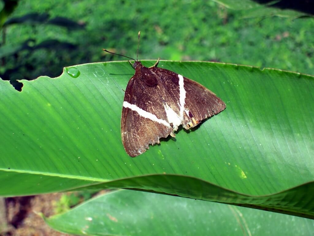 brown moth with v stripe, Sandoval lake, amazon jungle, peru, frame to frame bob and jean