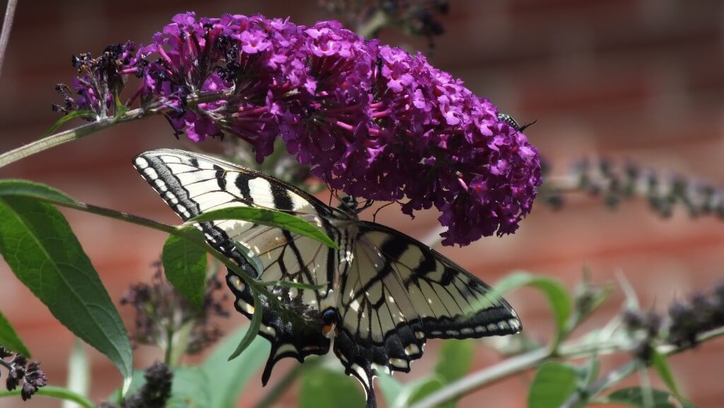 canadian tiger swallowtail butterfly - jeans garden - toronto