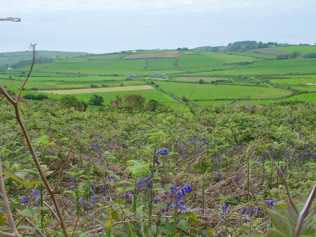 An image of wild blue flowers growing near the Drombeg Stone Circle near Glandore in County Cork in Ireland. Photography by Frame To Frame - Bob and Jean.