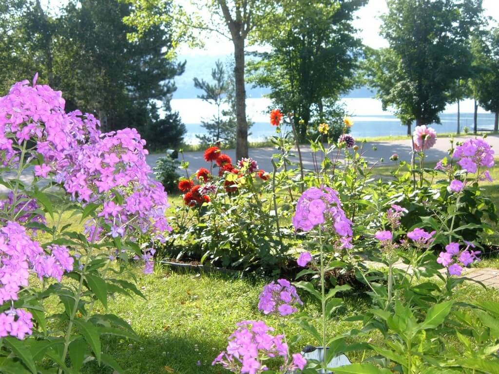 flower garden at oxtongue lake - ontario - frame to frame bob & jean