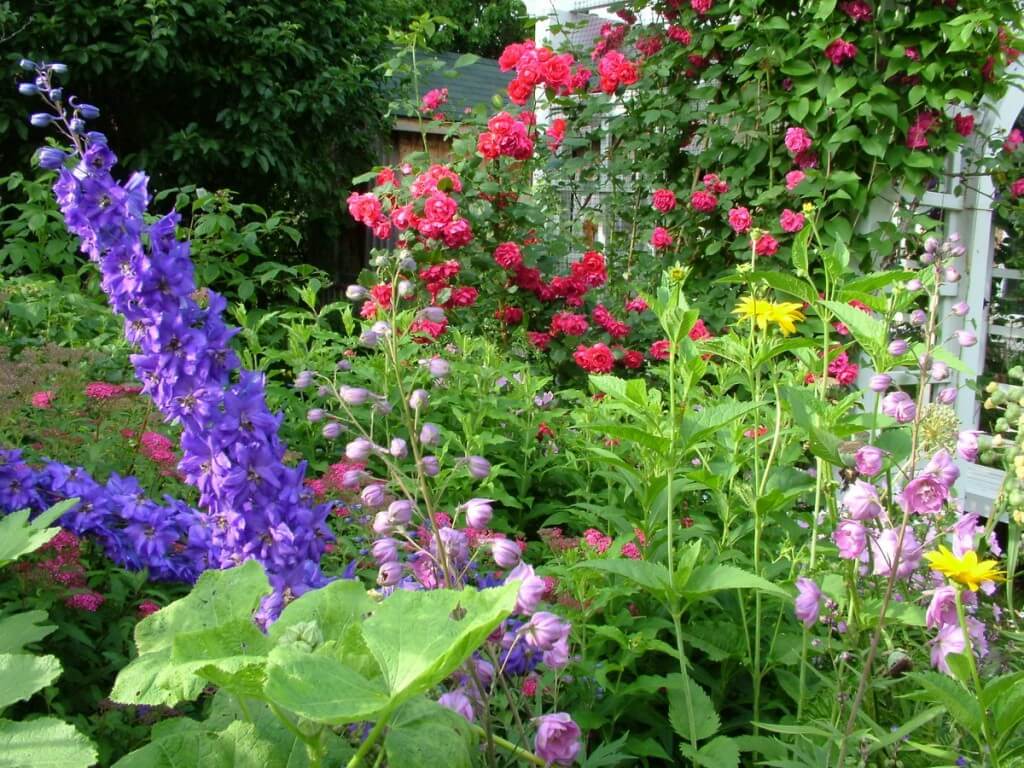flowers growing in jeans garden, toronto, ontario