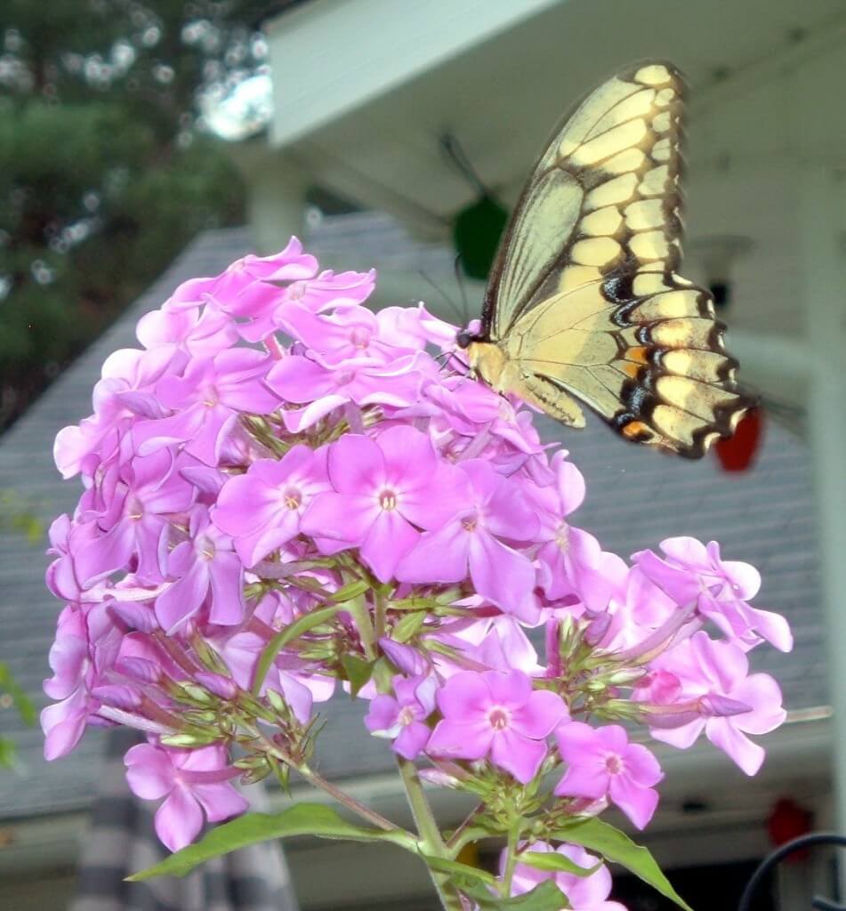 giant Swallowtail, at Oxtongue lake, ontario, frame to frame bob & jean