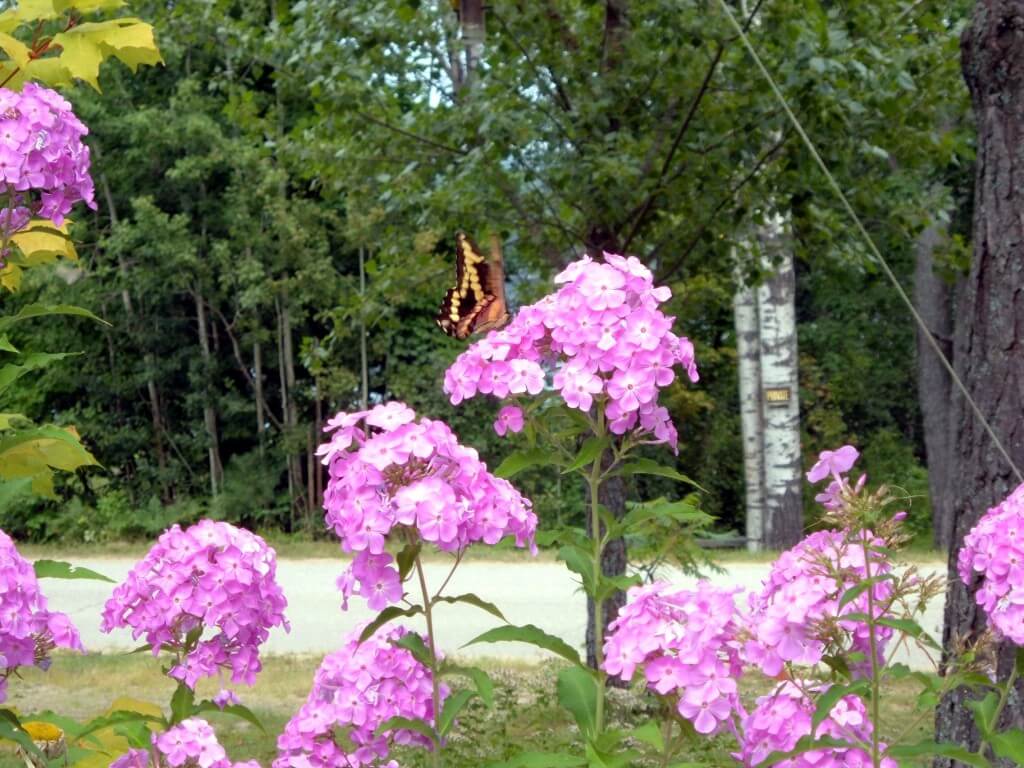 giant swallowtail, lands on flower, oxtongue lake, ontario