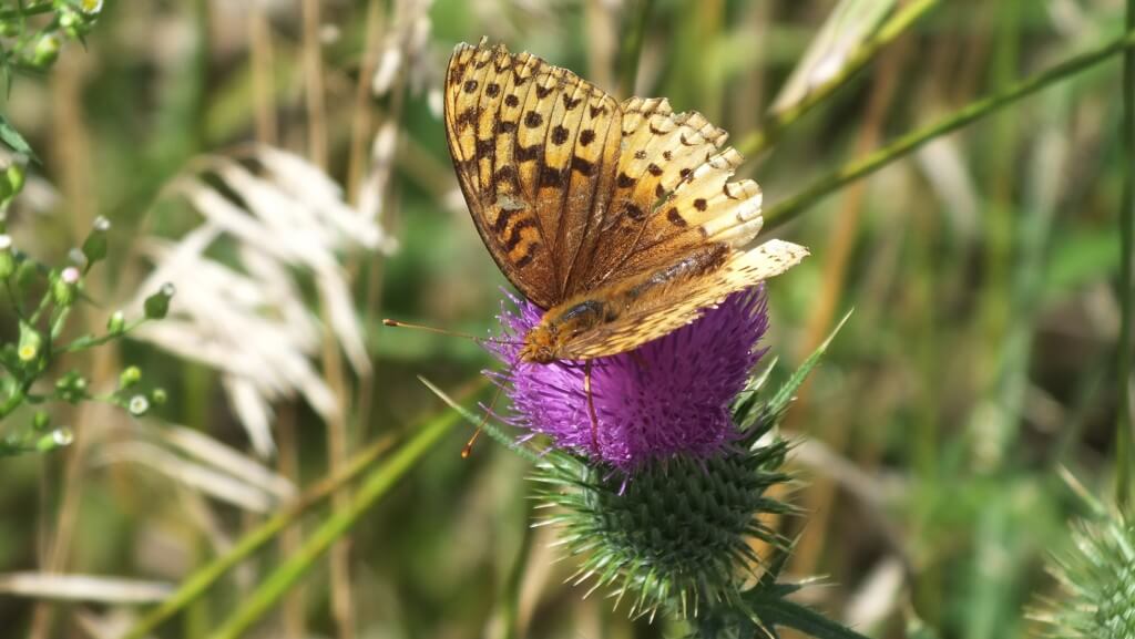 great spangled fritillary butterfly - near little britian - ontario