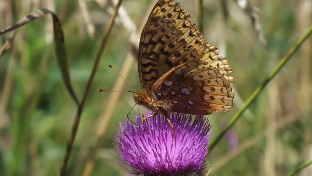 great spangled fritillary butterfly - profile - near little britian - ontario