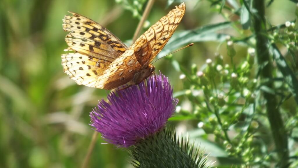 great spangled fritillary butterfly - top and bottom - near little britian - ontario