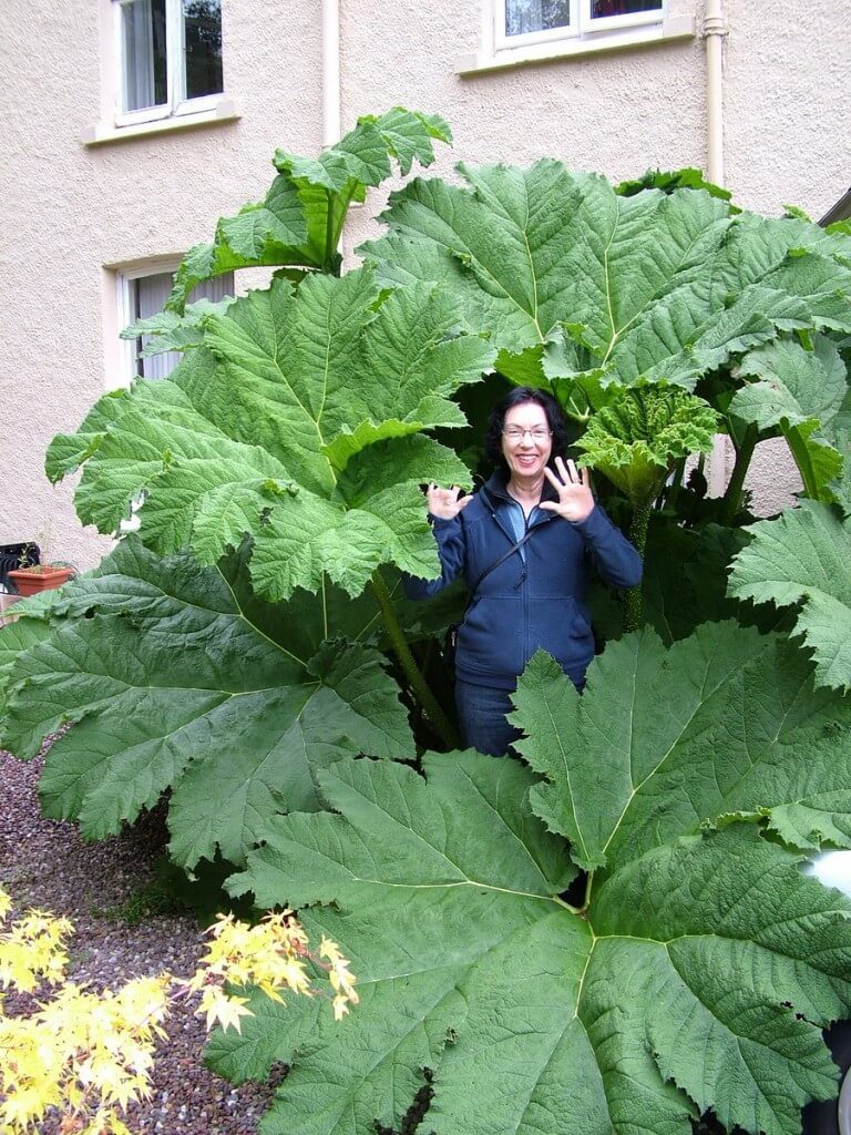 jean among large plants, amberleigh house, cobh, ireland