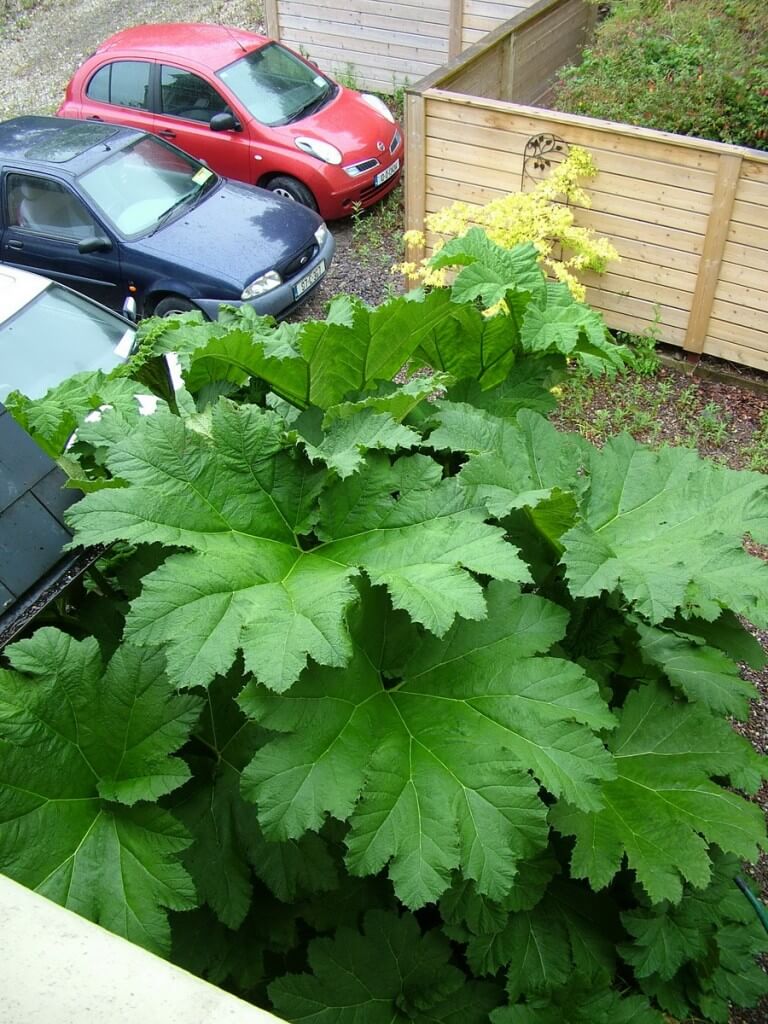 large plants, amberleigh house, cobh, ireland