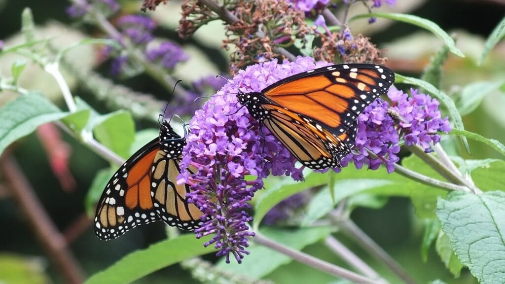 monarch butterflies on butterfly bush, jeans garden, toronto, ontario