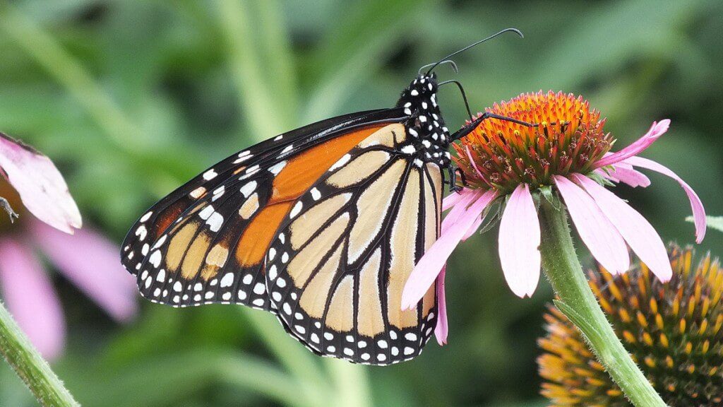 monarch butterfly on flower, jeans garden, toronto, ontario