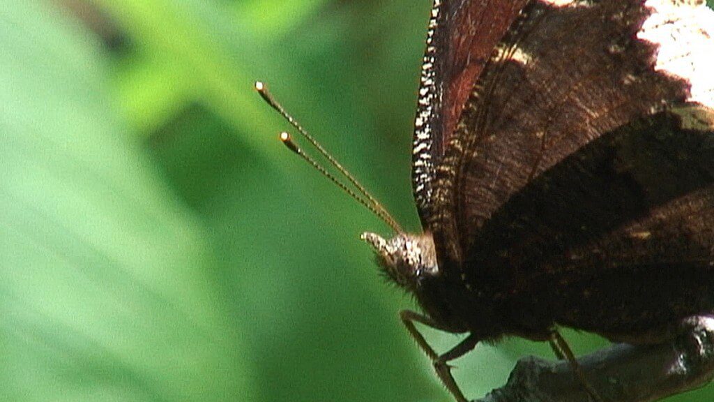 mourning cloak butterfly, forks of the credit provincial park, ontario