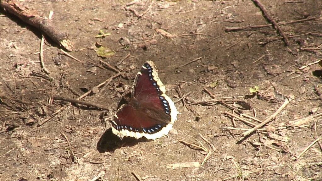 mourning cloak butterfly on the ground, forks of the credit provincial park, ontario