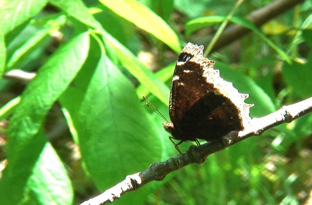 mourning cloak butterfly sits on branch, forks of the credit provincial park, ontario