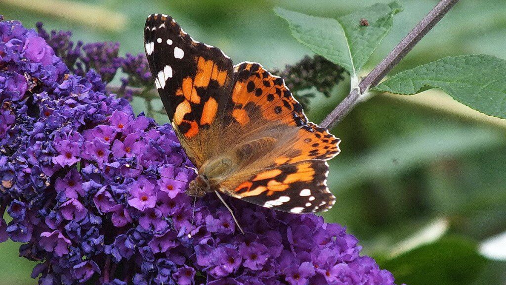 painted lady butterfly in jeans garden, toronto