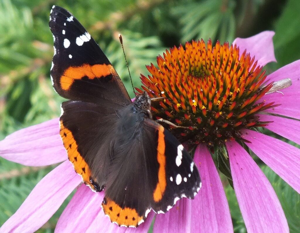painted lady butterfly on coneflower, jeans garden, toronto