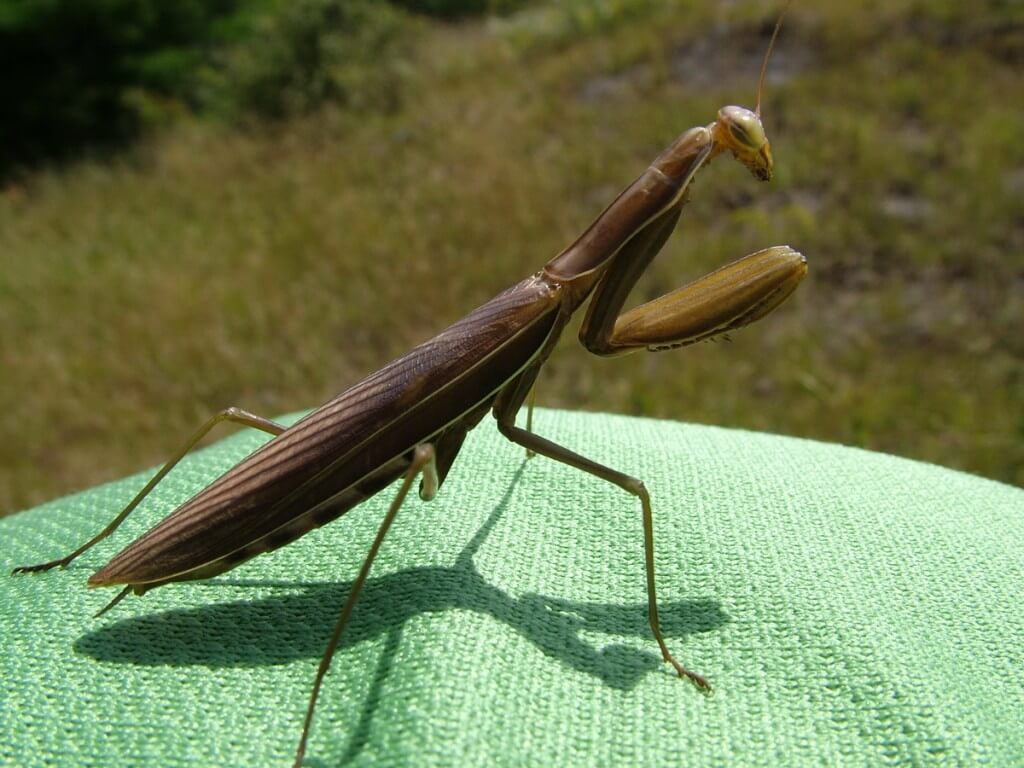 praying mantis, Frontenac Provincial Park, ontario