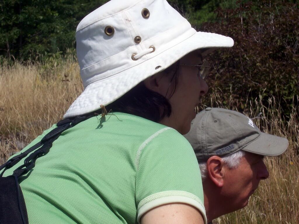 praying mantis lands on jeans back, frontenac provincial park, ontario