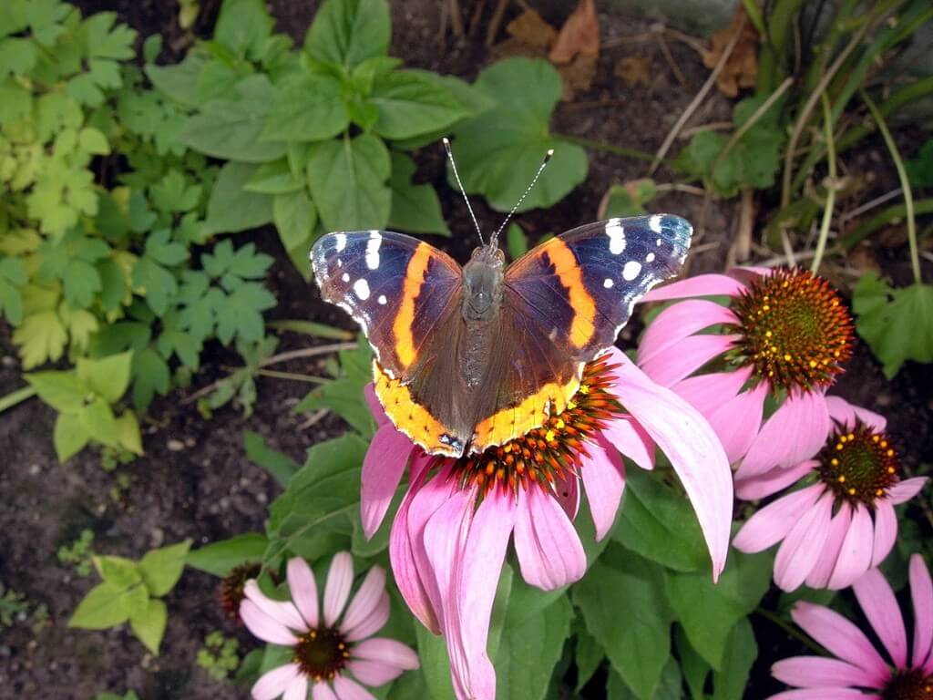 red admiral butterfly - in Jeans garden - toronto