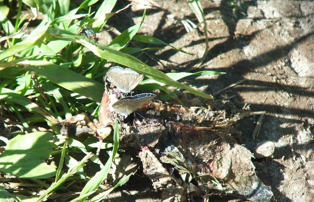 silvery blue butterflies - forks of the credit