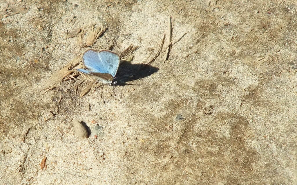 silvery blue butterfly, at forks of the credit, ontario