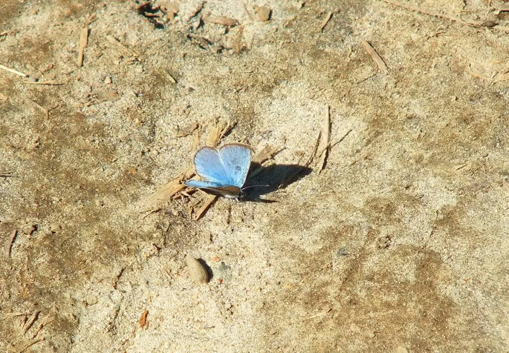 silvery blue butterfly - forks of the credit