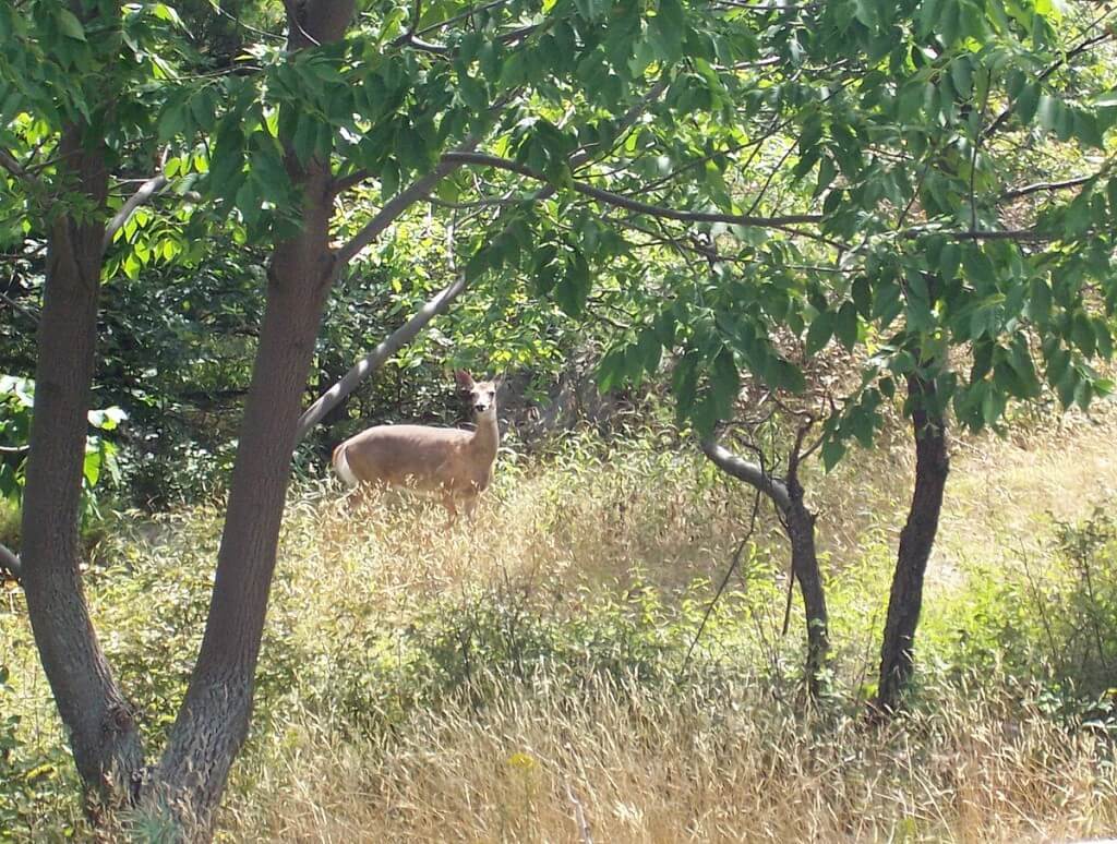 white tailed deer at frontenac provincial park, ontario
