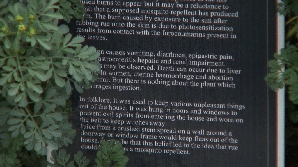 Close up of the Common Rue sign in the Poison Garden at Blarney Castle in County Cork, in Ireland