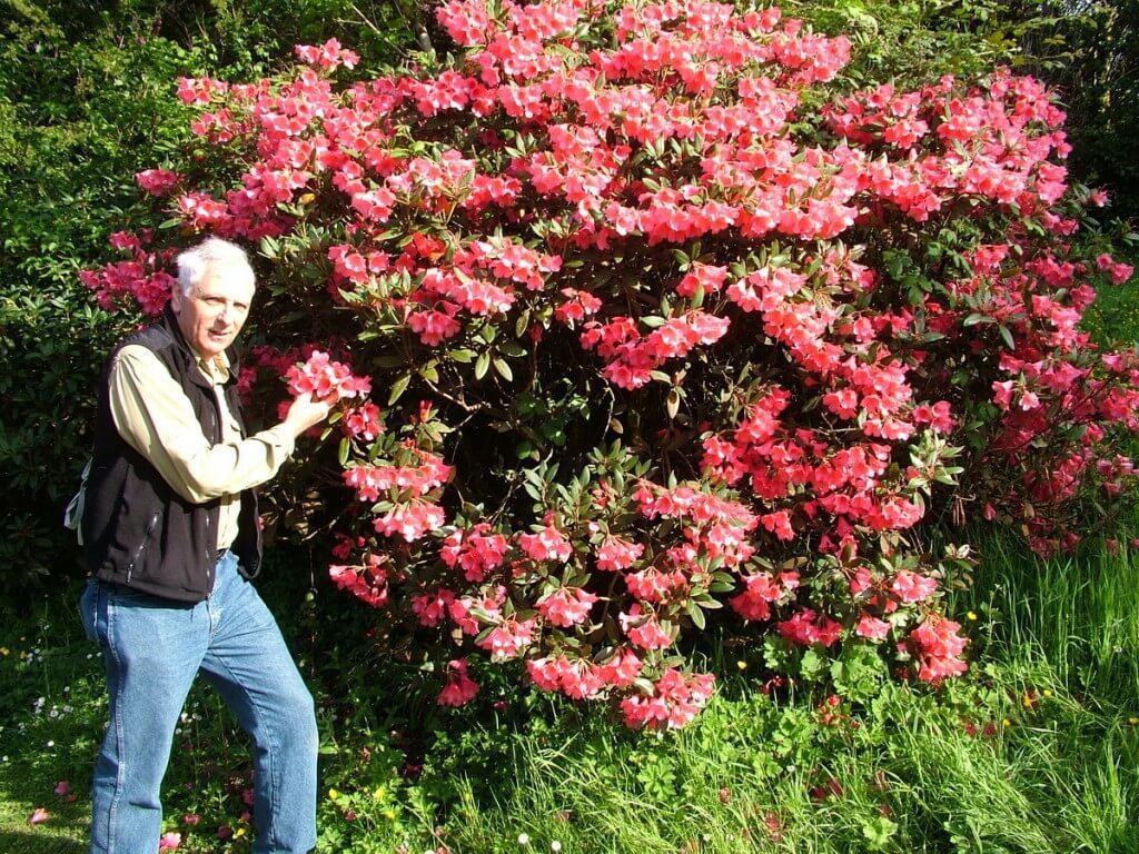 Bob standing beside a flowering Azalea bush at Blarney Castle in County Cork, Ireland