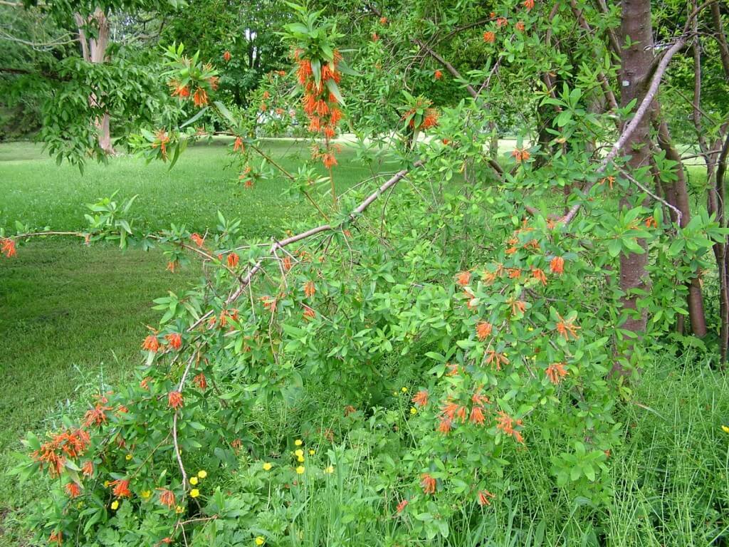 Chilean Fire Bush growing at Blarney Castle in County Cork, Ireland