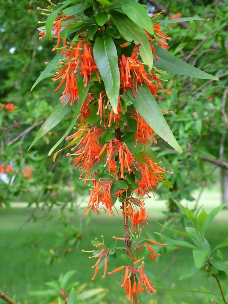 Chilean Fire Bush with flowers at Blarney Castle in County Cork, Ireland