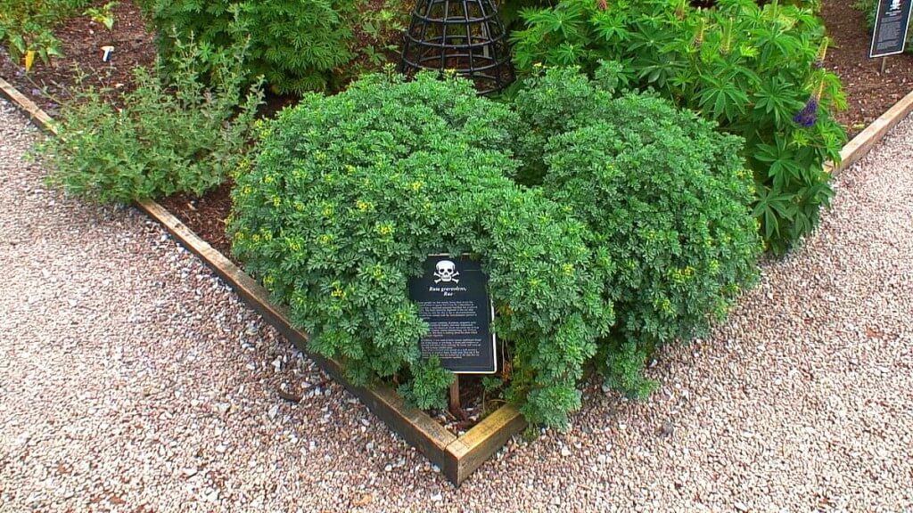 A image of the common Rue plant growing in the Poison Garden at Blarney Castle in County Cork, Ireland. Photograph by Frame To Frame - Bob and Jean.