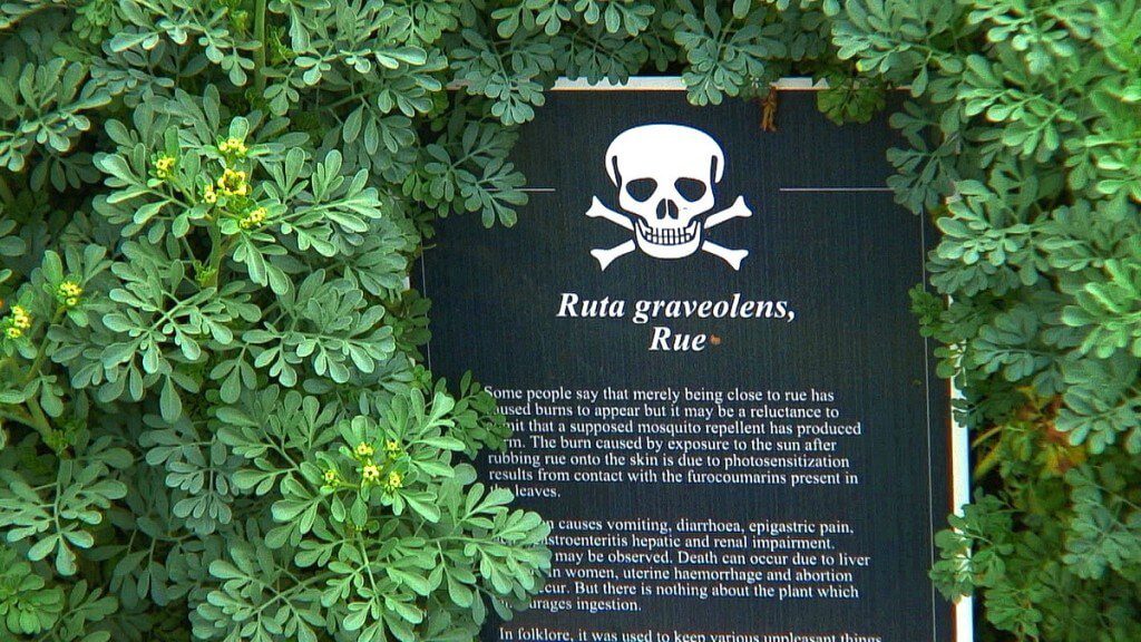 A image of the rue plant sign in the Poison Garden at Blarney Castle in Ireland. Photograph by Frame To Frame - Bob and Jean.