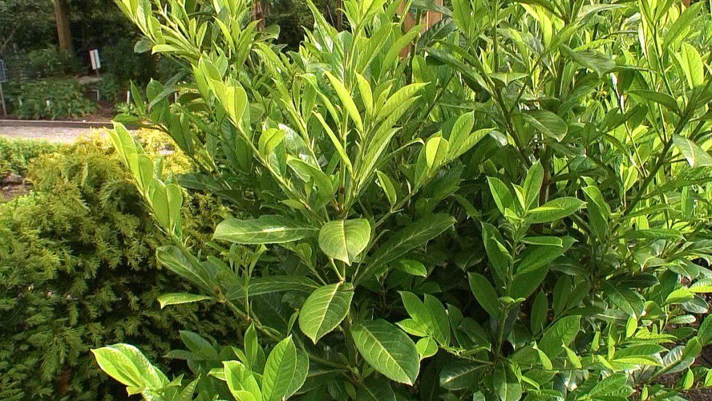 Cherry laurel growing in the Poison Garden at Blarney Castle in County Cork, Ireland