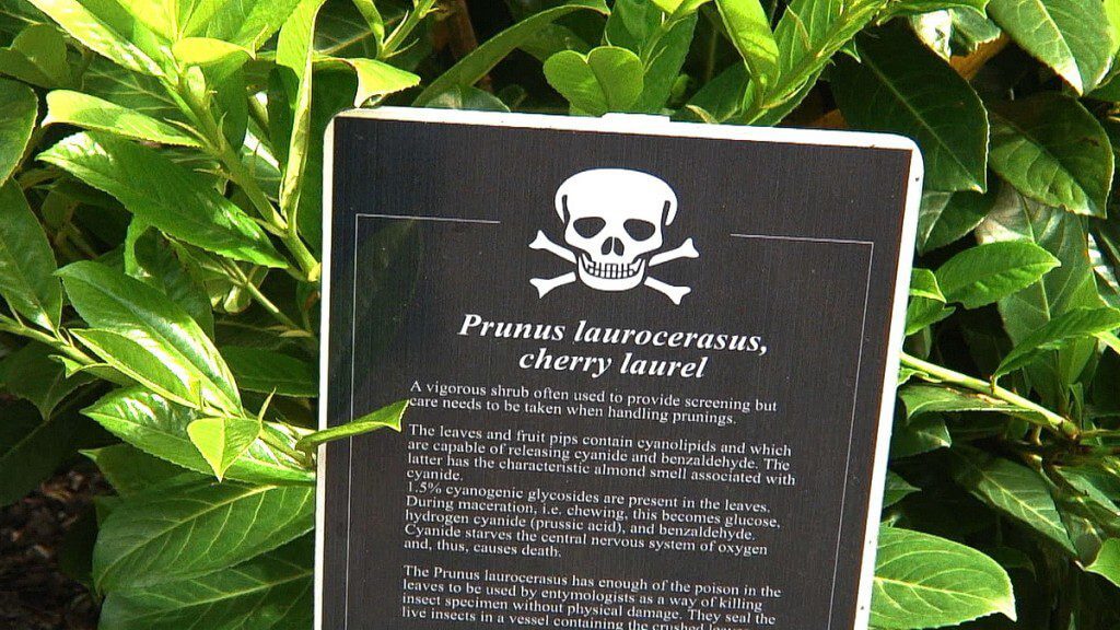 Cherry laurel sign in the Poison Garden at Blarney Castle in County Cork, Ireland