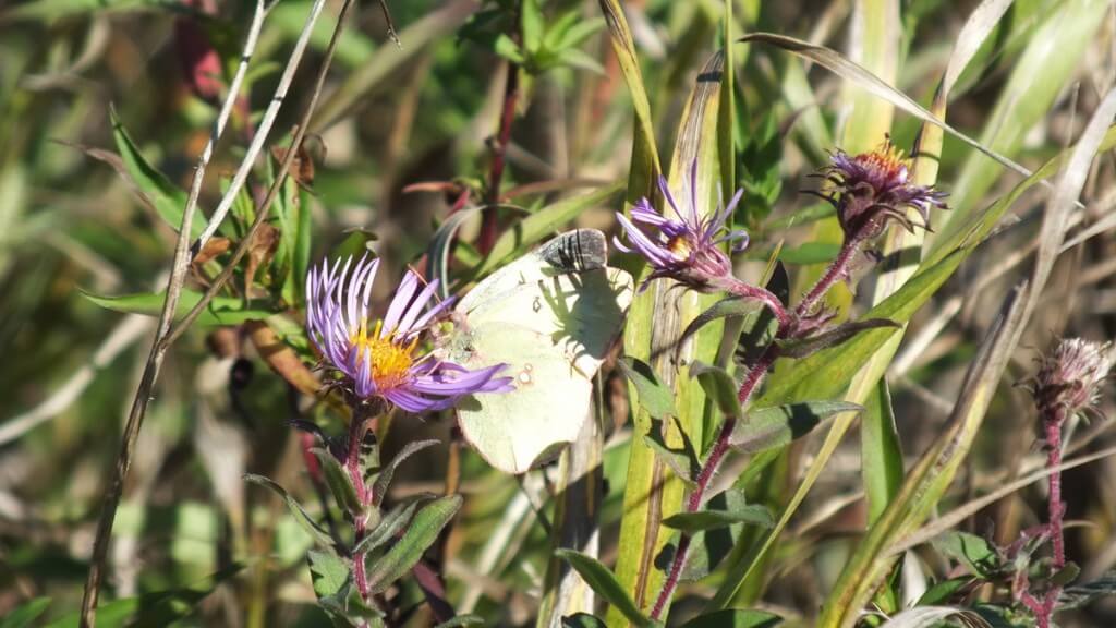 clouded sulpher butterfly, atop flower collecting nectar, Lynde Shores Conservation Area, whitby, ontario