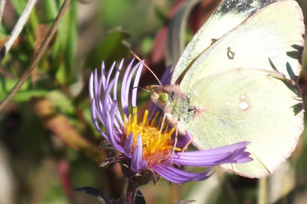 clouded sulpher butterfly, closeup collecting nectar from flower, Lynde Shores Conservation Area, whitby, ontario