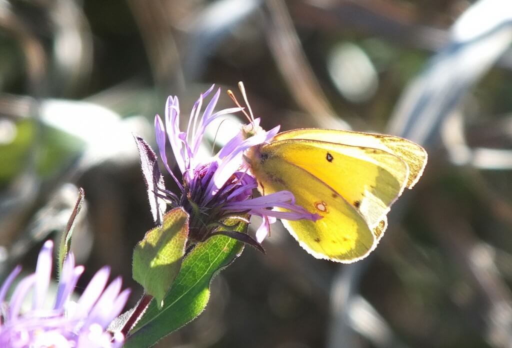 clouded sulpher butterfly, colias philodice, Lynde Shores Conservation Area, whitby, ontario