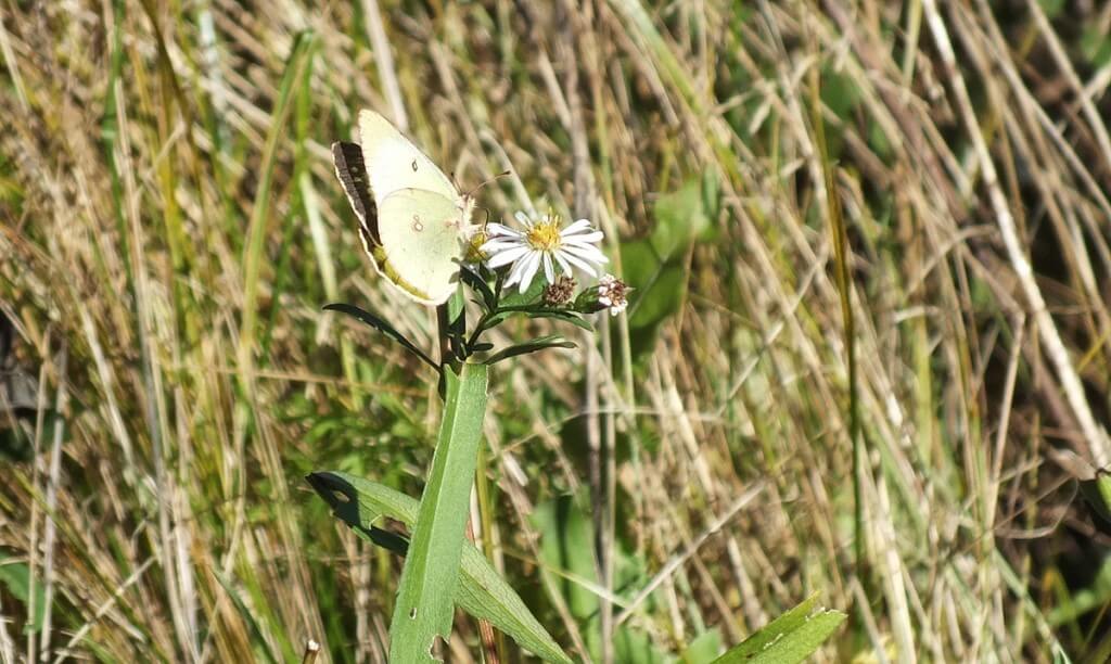 clouded sulpher butterfly, colias philodice, Lynde Shores Conservation Area, whitby, ontario