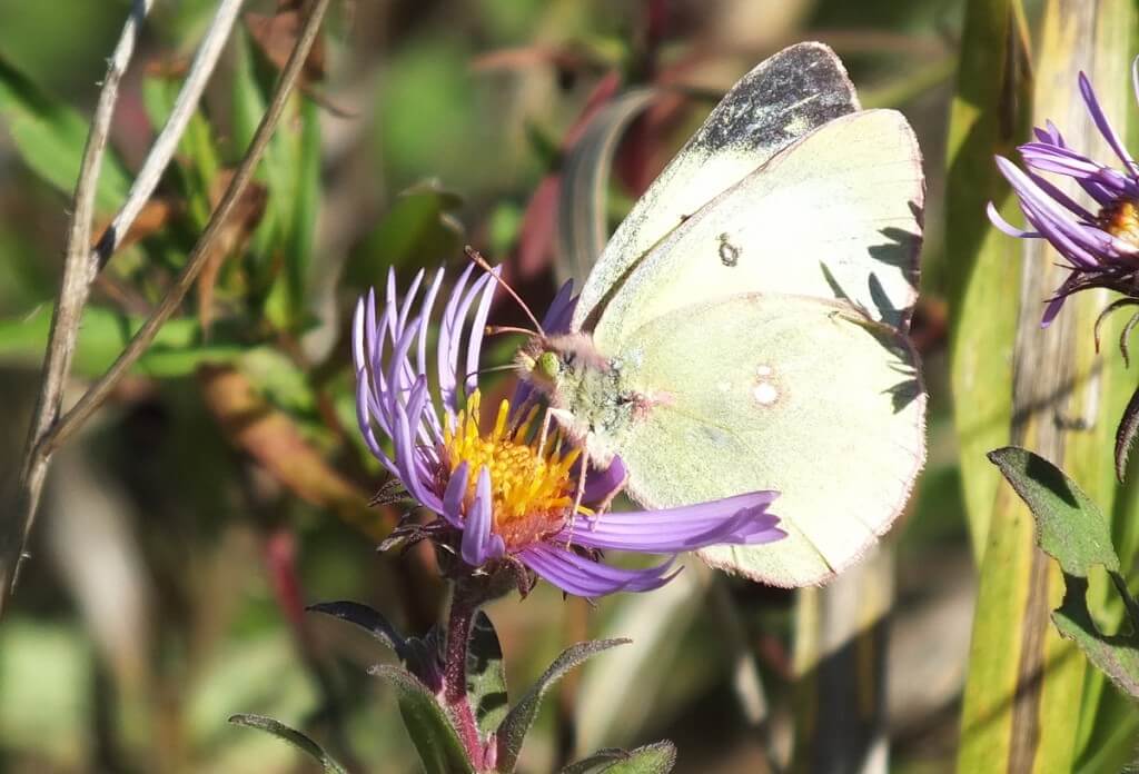 clouded sulpher butterfly, sits on flower and collects nectar, Lynde Shores Conservation Area, whitby, ontario