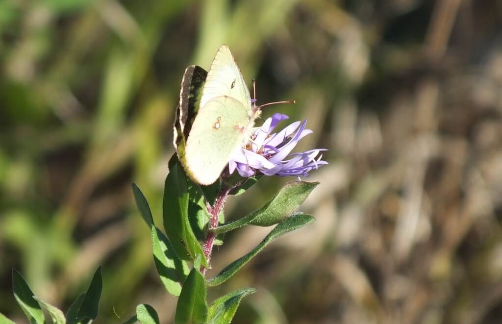 clouded sulpher butterfly, sitting atop a purple flower, Lynde Shores Conservation Area, whitby, ontario
