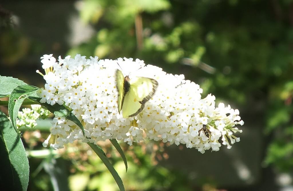 clouded sulpher butterfly, sitting atop white butterfly bush, rosetta mcclain gardens, ontario